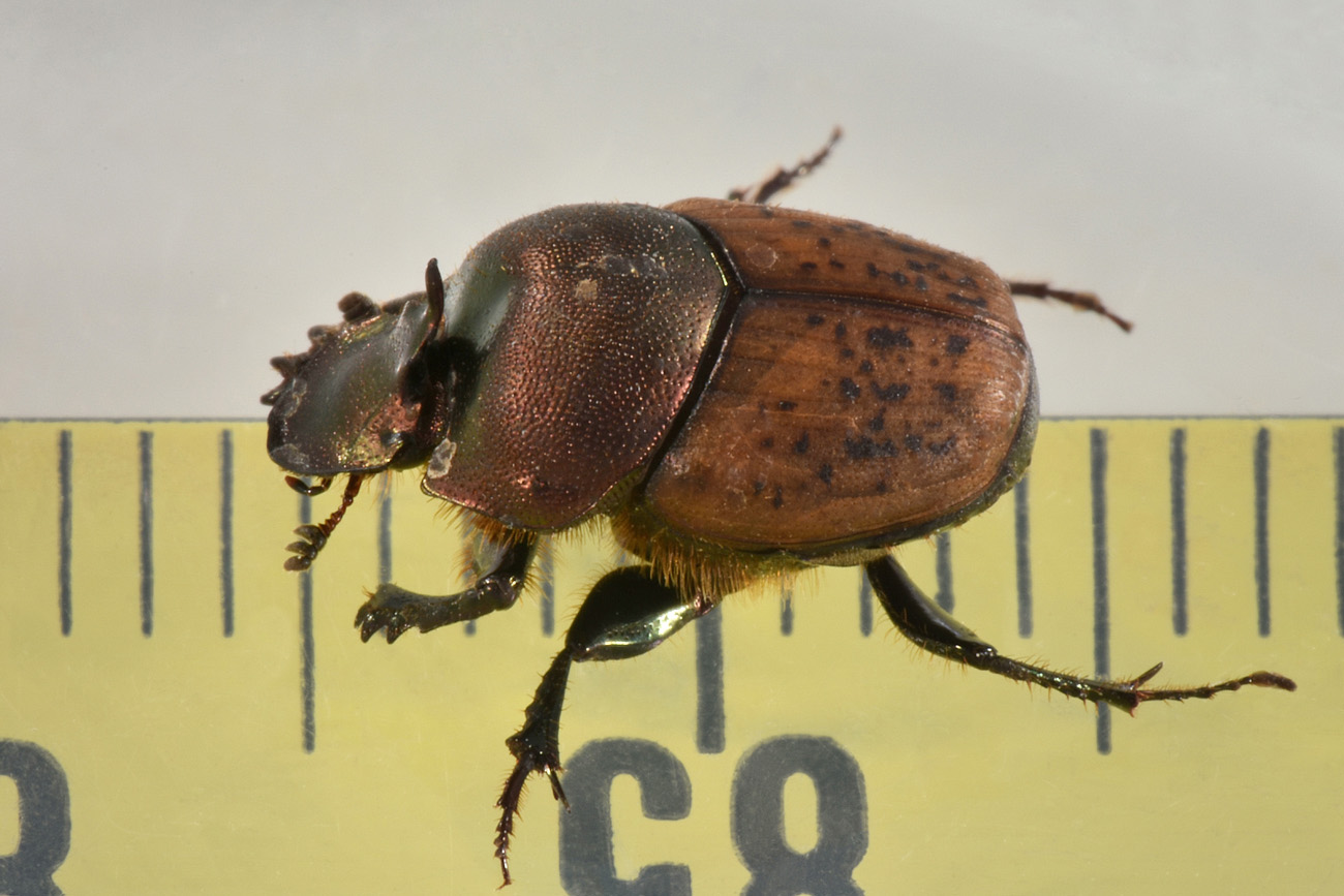 Scarabaeidae: Onthophagus coenobita? S, maschio.